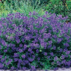 Caryopteris Oiseau bleu - Le bleu qui dure tout l'été