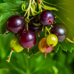 Casseiller Josta - Groseille et cassis en un seul fruit
