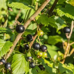 Cassissier à gros fruits Andega - Des cassis énormes sans effort