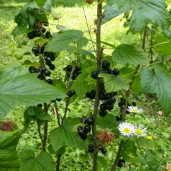 Cassissier sur tige - Récoltez du cassis à hauteur