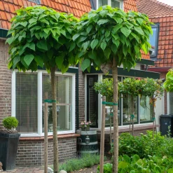 Catalpa Boule - Une boule verte sans taille