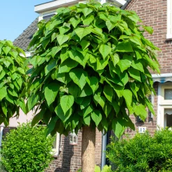Catalpa Boule - Une boule verte sans taille