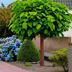 Catalpa Boule - Une boule verte sans taille