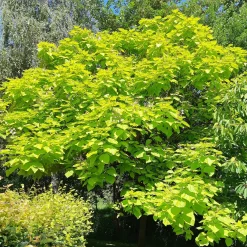 Catalpa commun Aurea - Feuillage doré, effet garanti
