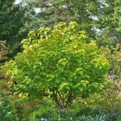 Catalpa commun Aurea - Feuillage doré, effet garanti
