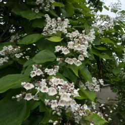 Catalpa commun - De l'ombre en un été