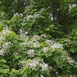 Catalpa commun - De l'ombre en un été