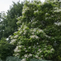 Catalpa commun - De l'ombre en un été