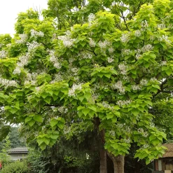 Catalpa commun - De l'ombre en un été