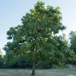 Catalpa commun - De l'ombre en un été