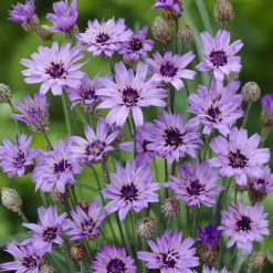 Catananche bleue - Cupidone - Le bleu qui dure tout l'été