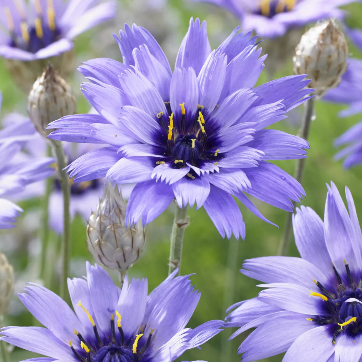 Catananche bleue - Cupidone - Le bleu qui dure tout l'été