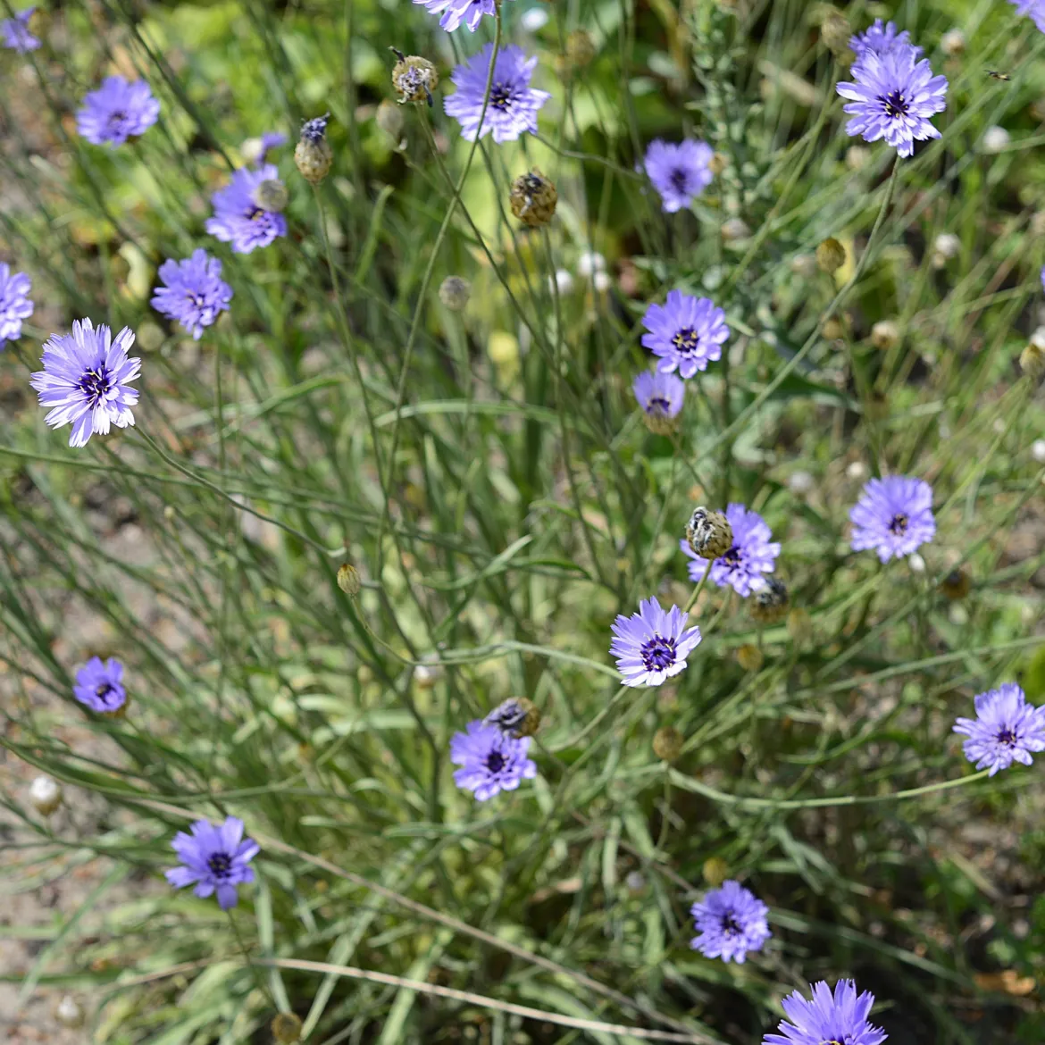Catananche bleue - Cupidone - Le bleu qui dure tout l'été