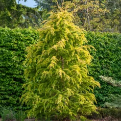 Cèdre de l'Himalaya nain doré - L'or au jardin toute l'année