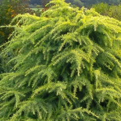 Cèdre de l'Himalaya nain doré - L'or au jardin toute l'année