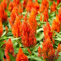 Celosie orange - La flamme orange de l'été