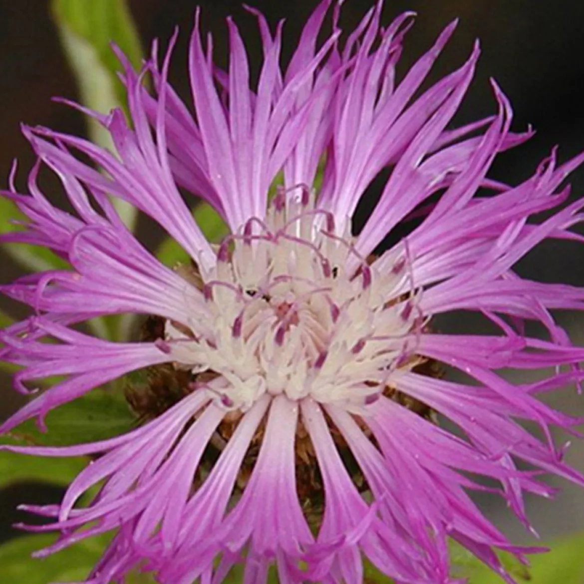 Centaurée de Perse - Le rose qui attire les papillons