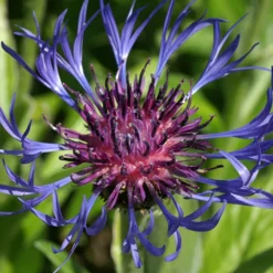 Centaurée des montagnes - Le bleu qui revient chaque année