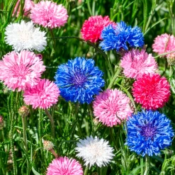 Centaurée à fleurs double en mélange - Des bouquets tout l'été