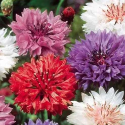 Centaurée à fleurs double en mélange - Des bouquets tout l'été