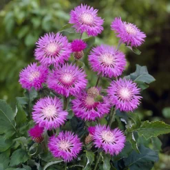 Centaurée rose John Coutts - Du rose tout l'été