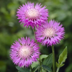Centaurée rose John Coutts - Du rose tout l'été
