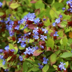 Cerastostigma - Dentelaire bleue - Bleu intense tout l'automne