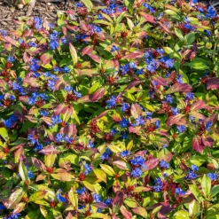 Cerastostigma - Dentelaire bleue - Bleu intense tout l'automne