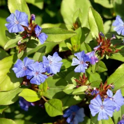 Cerastostigma - Dentelaire bleue - Bleu intense tout l'automne