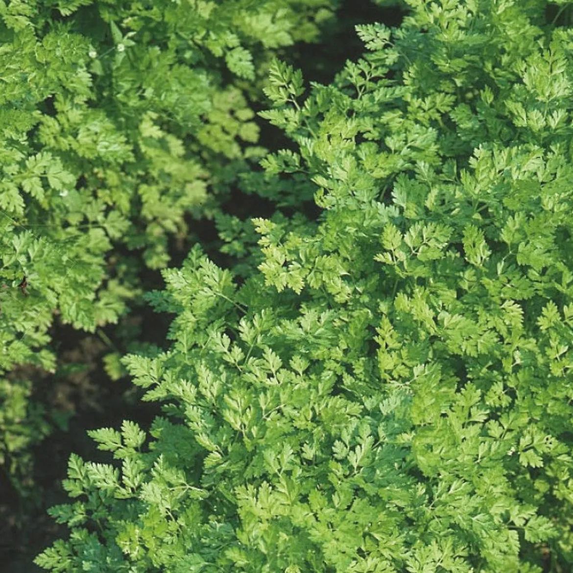 Cerfeuil à feuilles plates Massa Bio - Récolte fraîche en 6 semaines