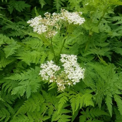 Cerfeuil musqué - Le goût anisé du jardin