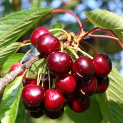 Cerisier Bigarreau Hatif Burlat - Les 1res cerises de l'été