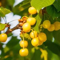 Cerisier Bigarreau Jaune de Donissen - Des cerises dorées tout l'été