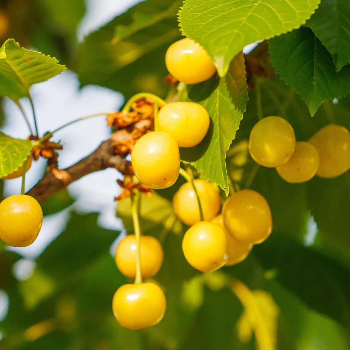 Cerisier Bigarreau Jaune de Donissen - Des cerises dorées tout l'été
