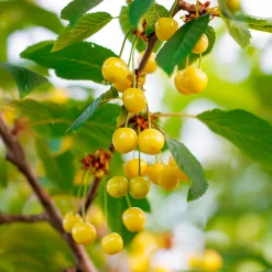 Cerisier Bigarreau Jaune de Donissen - Des cerises dorées tout l'été