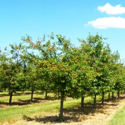 Cerisier Bigarreau Summit - Des cerises XXL au jardin
