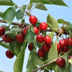 Cerisier Bigarreau Summit - Des cerises XXL au jardin