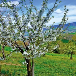 Cerisier bigarreau Van - Des cerises rouges dès juin