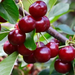 Cerisier bigarreau Van - Des cerises rouges dès juin
