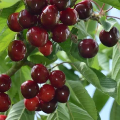 Cerisier Birageau Hedelfinger - Des cerises juteuses chez vous