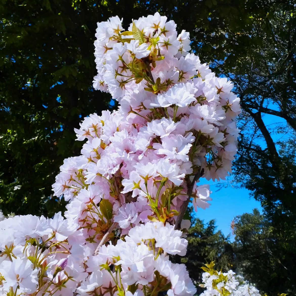 Cerisier du Japon 'Amanogawa' - La colonne rose du printemps
