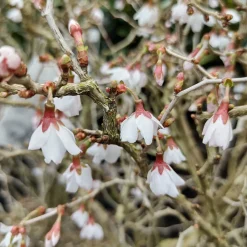 Cerisier à fleur du Japon Kojo-No-Mai - Cerisier nain, floraison XXL