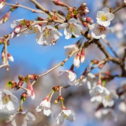 Cerisier à fleur du Japon Kojo-No-Mai - Cerisier nain, floraison XXL