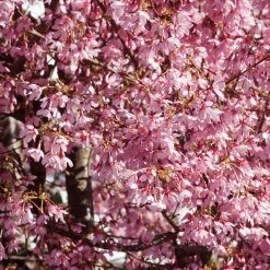 Cerisier à fleur du Japon nain Paean - Le Japon en fleurs chez vous