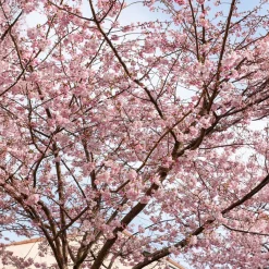Cerisier à fleurs du Japon Accolade - Un nuage rose dès mars