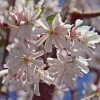 Cerisier à fleurs du Japon Autumnalis Rosea - Des fleurs même en hiver