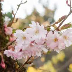 Cerisier à fleurs du Japon Autumnalis Rosea - Des fleurs même en hiver