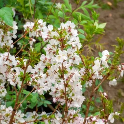 Cerisier à fleurs du Japon Brillant - Un nuage rose au jardin