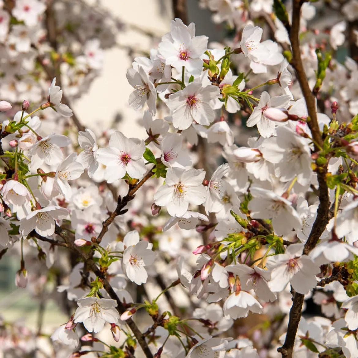 Cerisier à fleurs du Tibet - Nuage rose au printemps