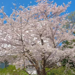 Cerisier à fleurs du Tibet - Nuage rose au printemps